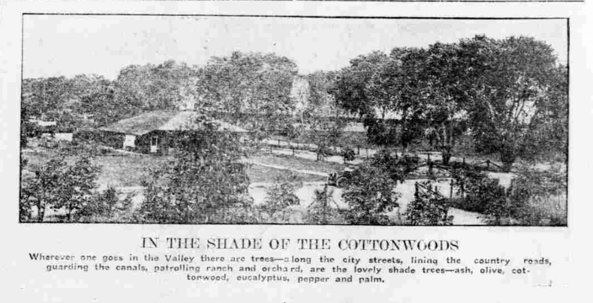 A walk under the trees in old-time Phoenix